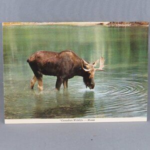 Vintage Postcard - Moose in a Lake British Columbia Canada - Traveltime